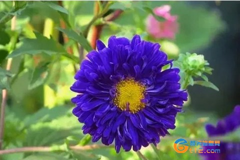 十二星座的守護花