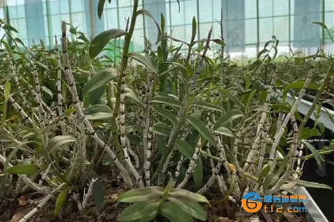 鐵皮石斛產地分布