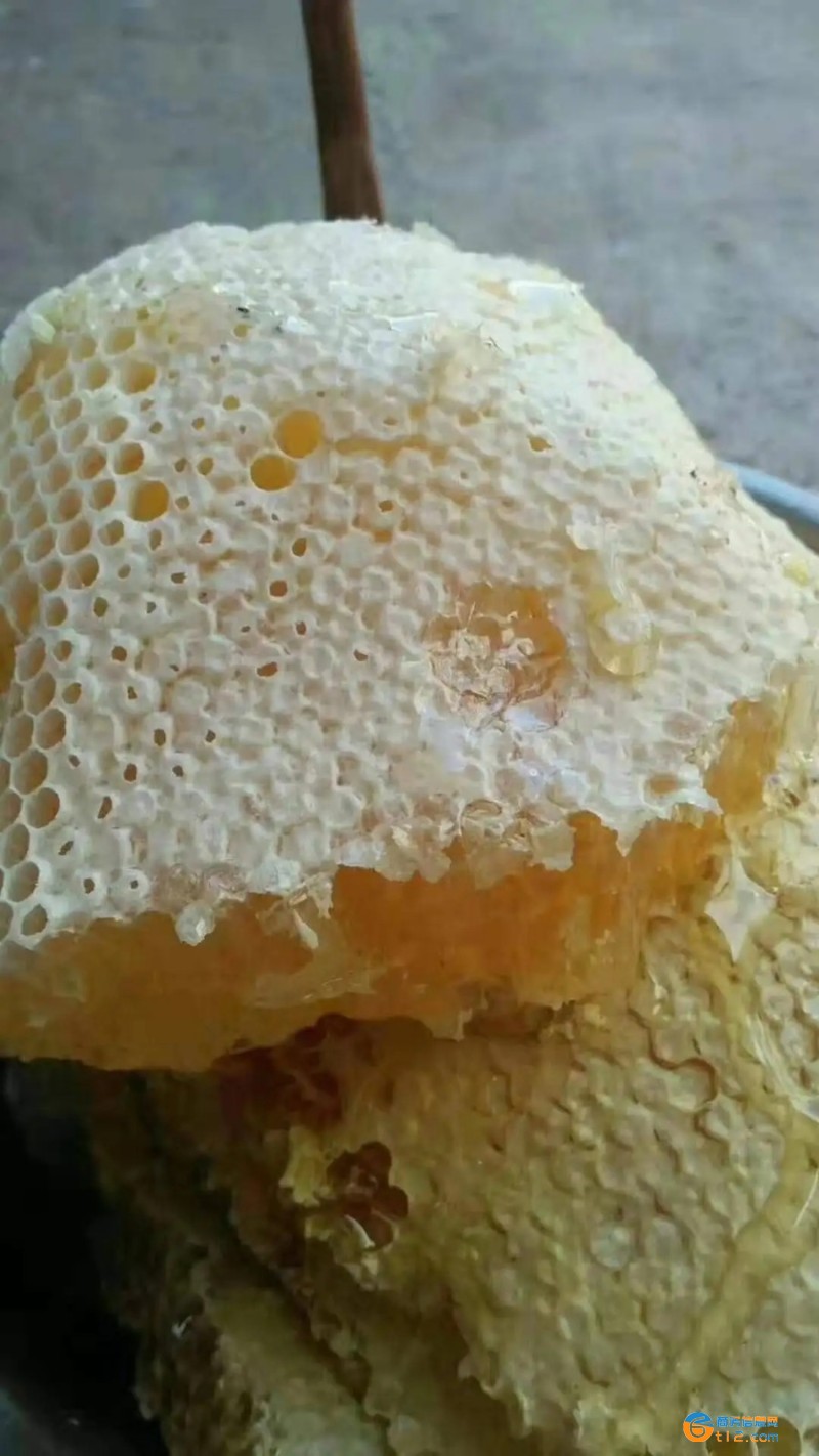 純正土蜂蜜多少錢一斤